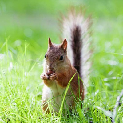 100 Pics level 9 Animals