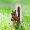 100 Pics level 9 Animals