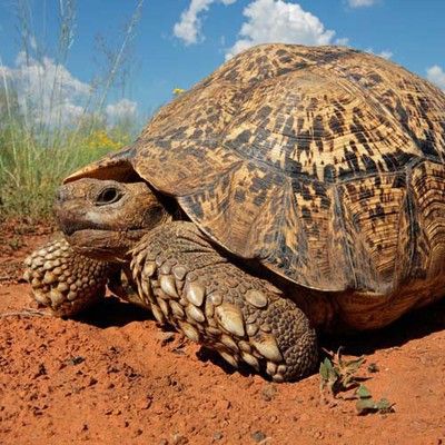 100 Pics level 11 Animals