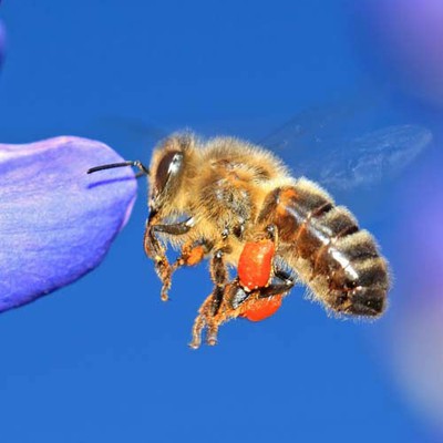 100 Pics level 14 Animals