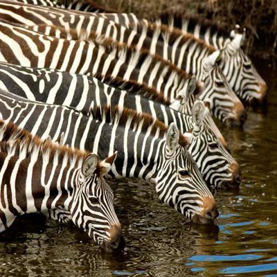 100 Pics level 20 Animals