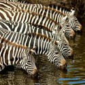 100 Pics level 20 Animals