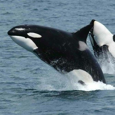 100 Pics level 21 Animals
