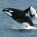 100 Pics level 21 Animals