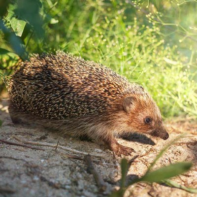 100 Pics level 22 Animals