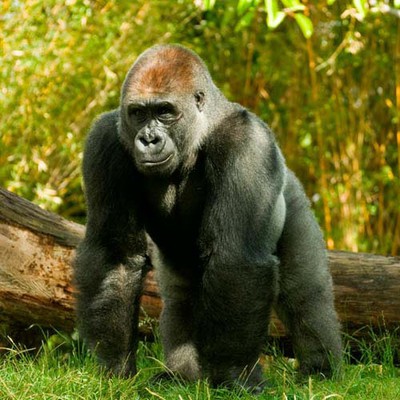 100 Pics level 23 Animals