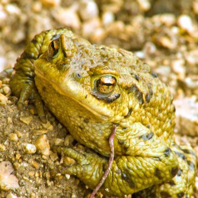 100 Pics level 26 Animals