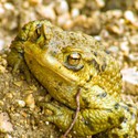 100 Pics level 26 Animals