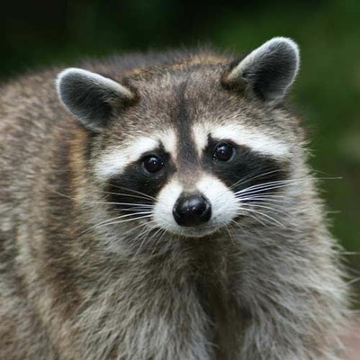 100 Pics level 27 Animals