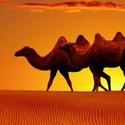 100 Pics level 28 Animals