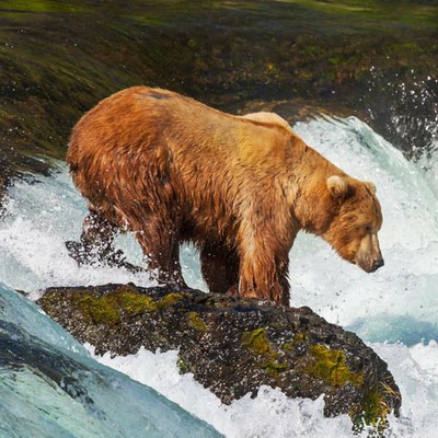 100 Pics level 29 Animals