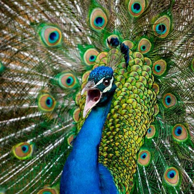 100 Pics level 33 Animals