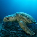100 Pics level 34 Animals