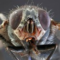 100 Pics level 35 Animals