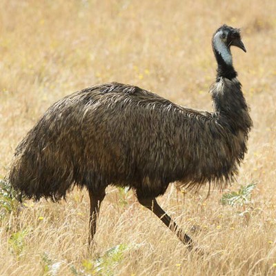 100 Pics level 37 Animals