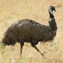 100 Pics level 37 Animals