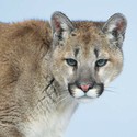 100 Pics level 38 Animals