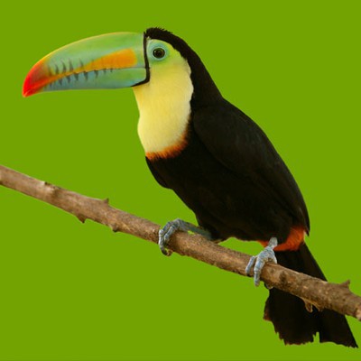 100 Pics level 40 Animals