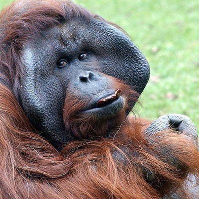 100 Pics level 42 Animals