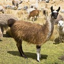 100 Pics level 44 Animals