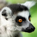 100 Pics level 45 Animals