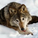 100 Pics level 47 Animals