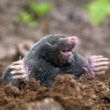 100 Pics level 50 Animals