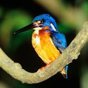 100 Pics level 51 Animals