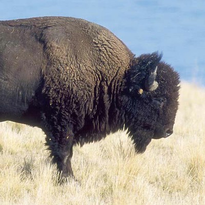 100 Pics level 53 Animals