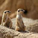100 Pics level 54 Animals