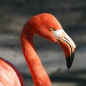 100 Pics level 56 Animals