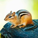 100 Pics level 57 Animals