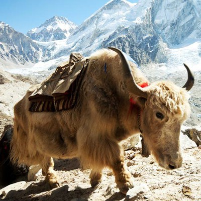 100 Pics level 58 Animals