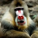 100 Pics level 60 Animals