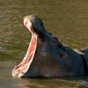 100 Pics level 62 Animals