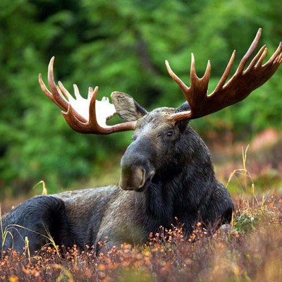 100 Pics level 63 Animals