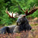 100 Pics level 63 Animals