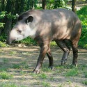 100 Pics level 64 Animals