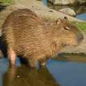 100 Pics level 65 Animals