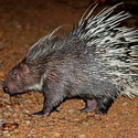 100 Pics level 66 Animals