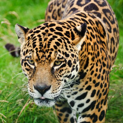 100 Pics level 67 Animals