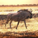 100 Pics level 68 Animals