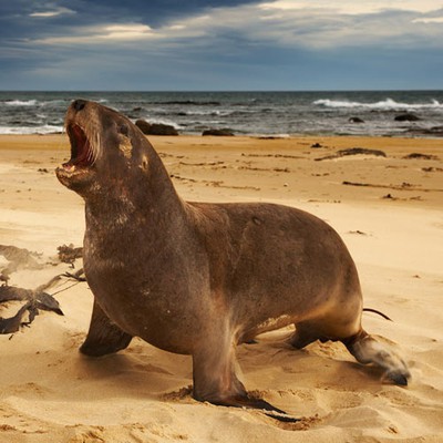100 Pics level 69 Animals