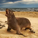 100 Pics level 69 Animals