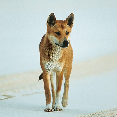 100 Pics level 70 Animals