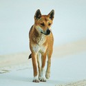 100 Pics level 70 Animals