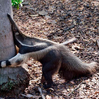 100 Pics level 71 Animals