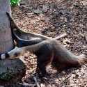 100 Pics level 71 Animals