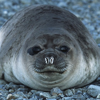 100 Pics level 72 Animals