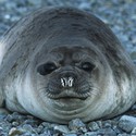 100 Pics level 72 Animals